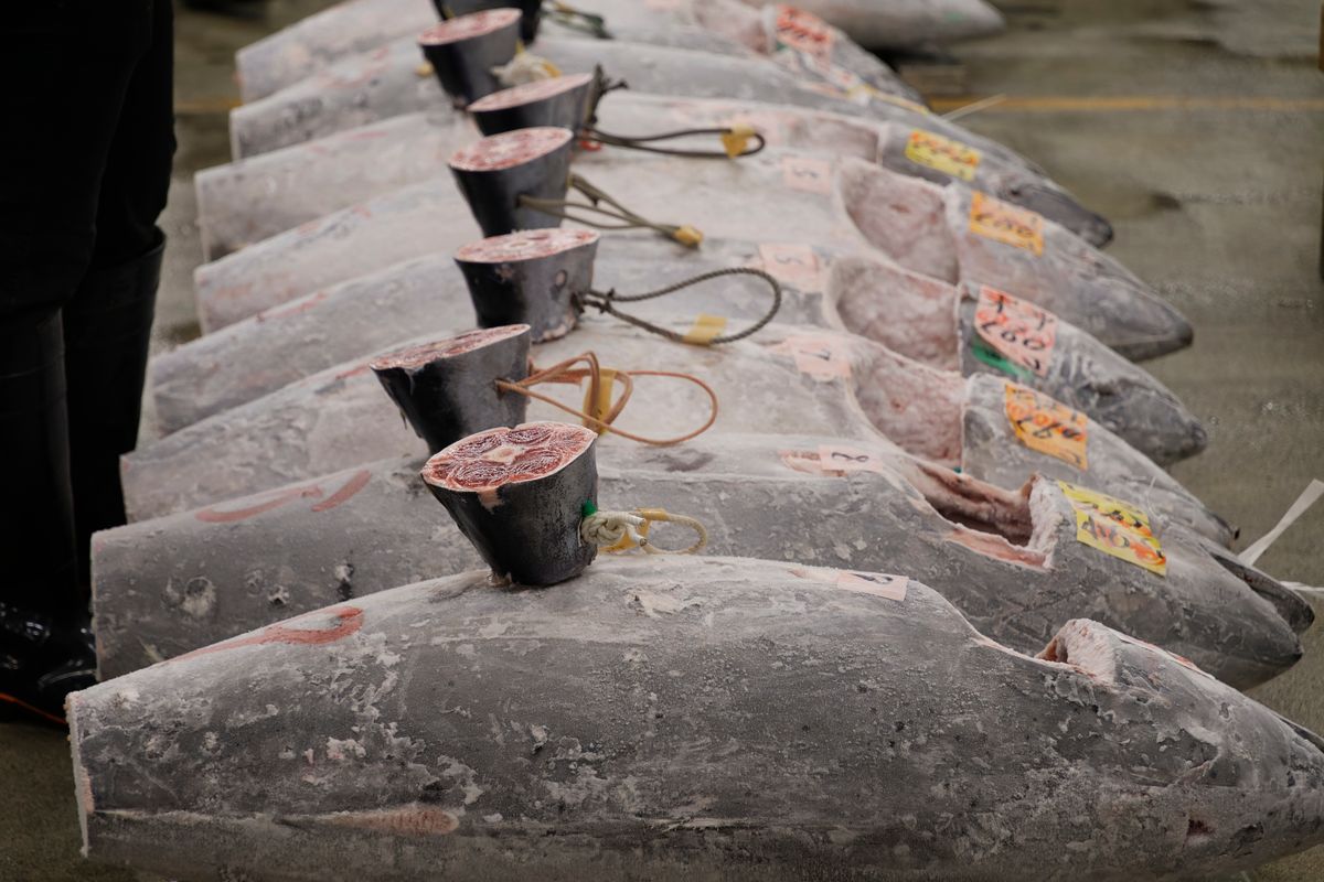 Whole tuna lined up for auction at a wholesale fish market