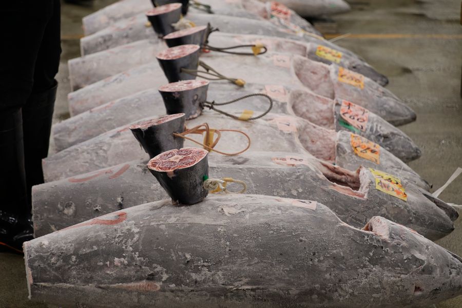 Whole tuna lined for market