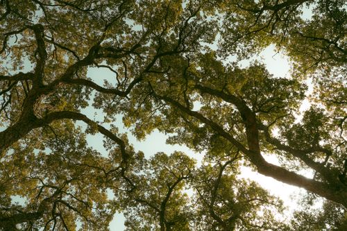 Free Stunning upward view of tree canopy in Jendouba, Tunisia, showcasing nature's beauty. Stock Photo