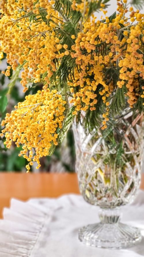 Free A striking bouquet of yellow mimosa flowers in a crystal vase indoors on a sunny day. Stock Photo