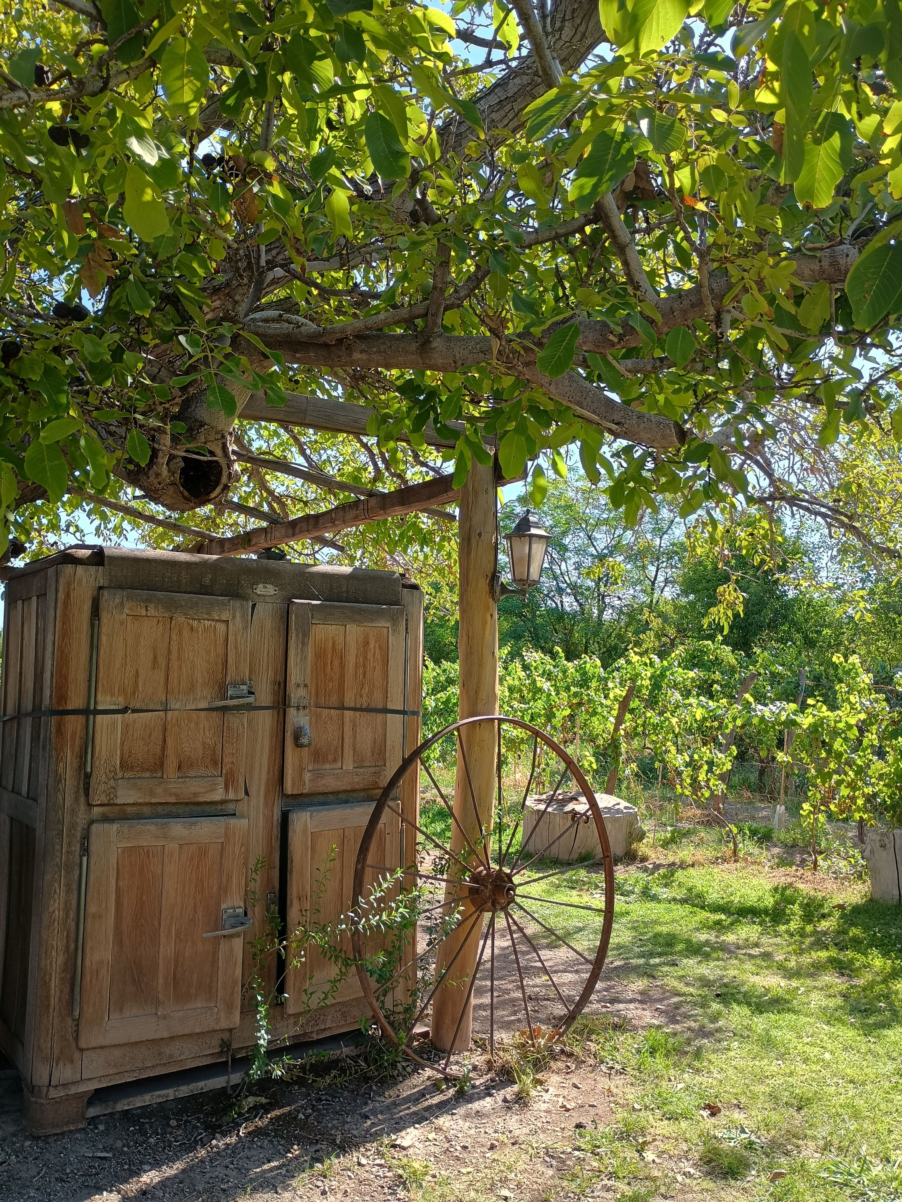 Rustic Wooden Shed in Lush Vineyard Setting · Free Stock Photo