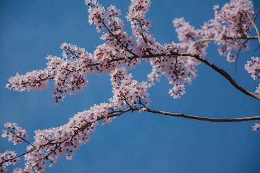 Serene view of cherry blossom branches in full bloom set against a vibrant blue sky.