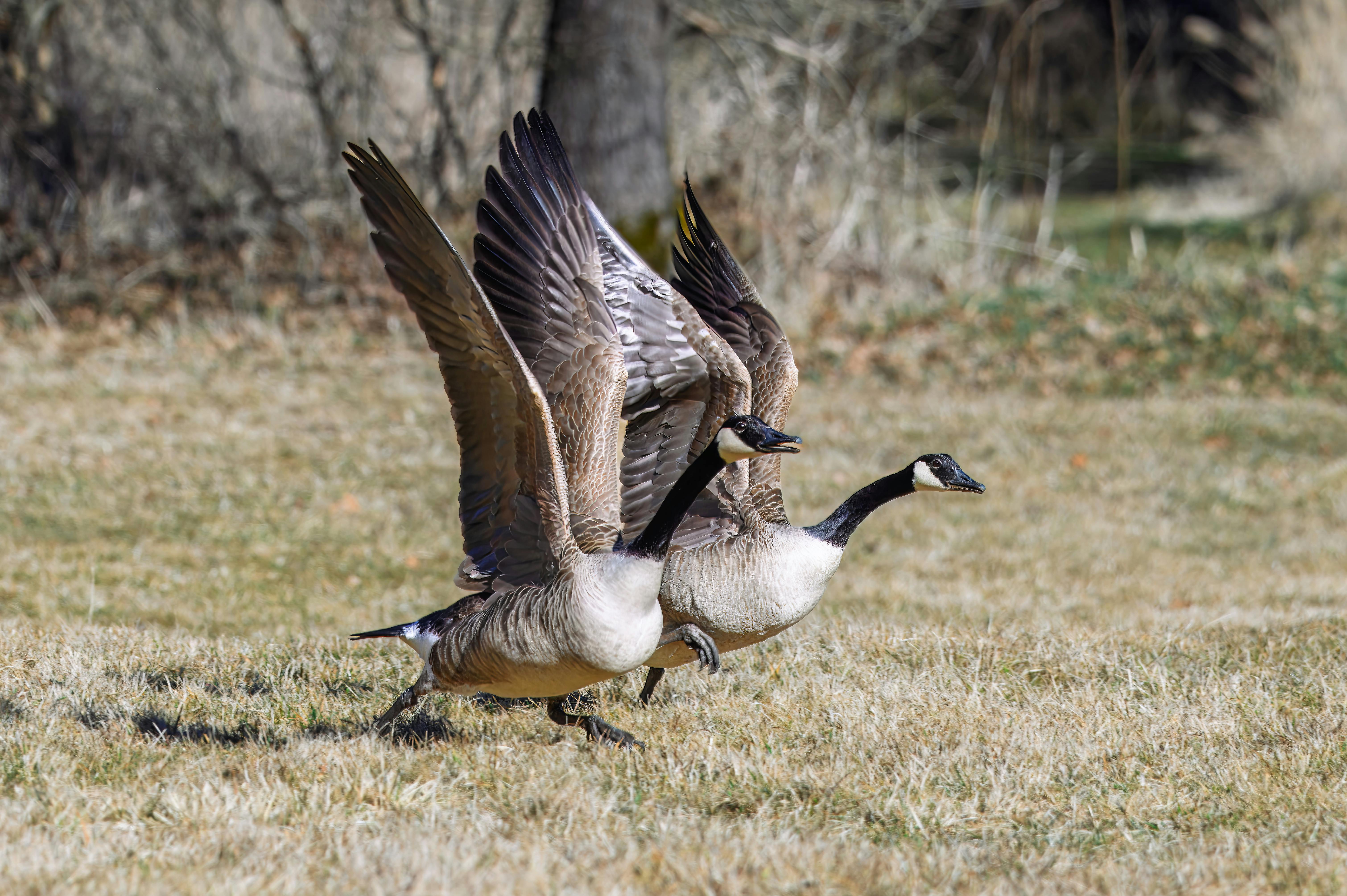 Kansas game wardens issue rattlesnake warning as outdoor recreation increases — Photo by Willfried Wende on Pexels