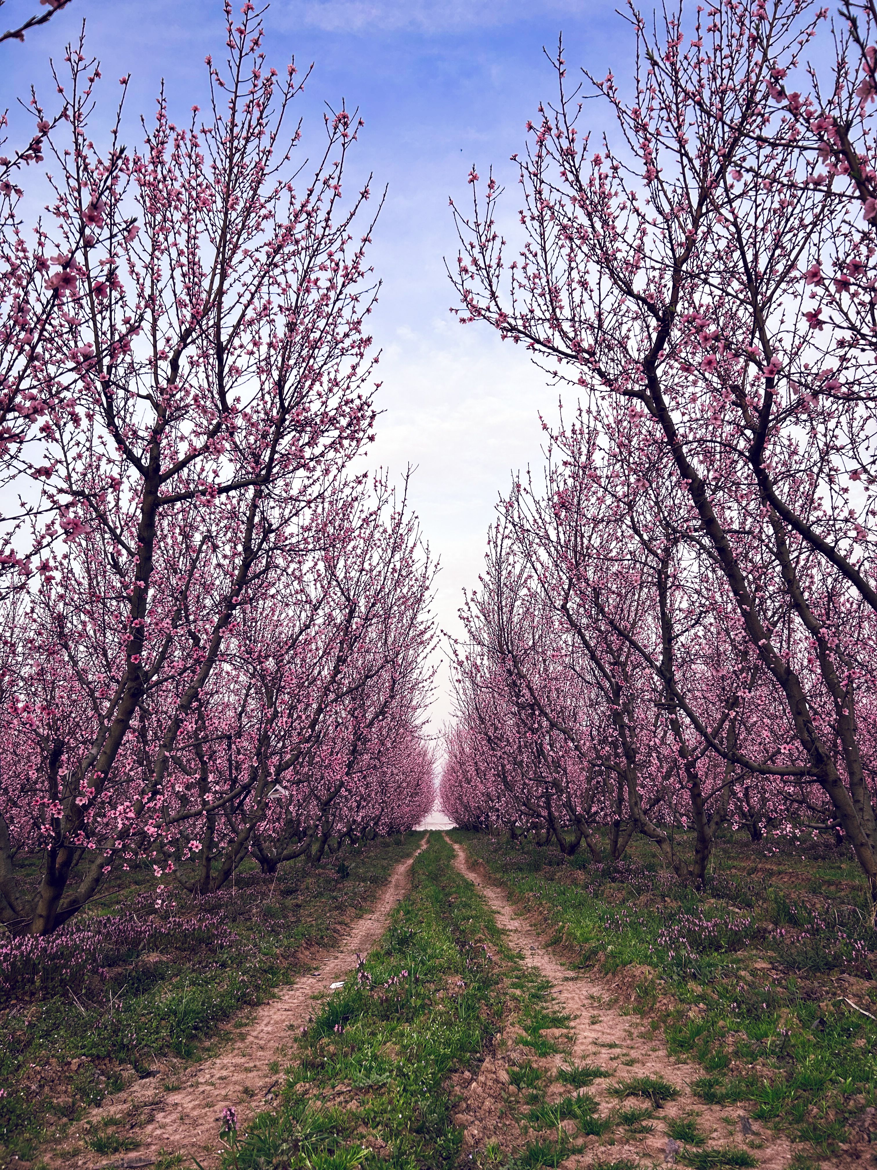 Beautiful Springtime Orchard with Blooming Trees · Free Stock Photo