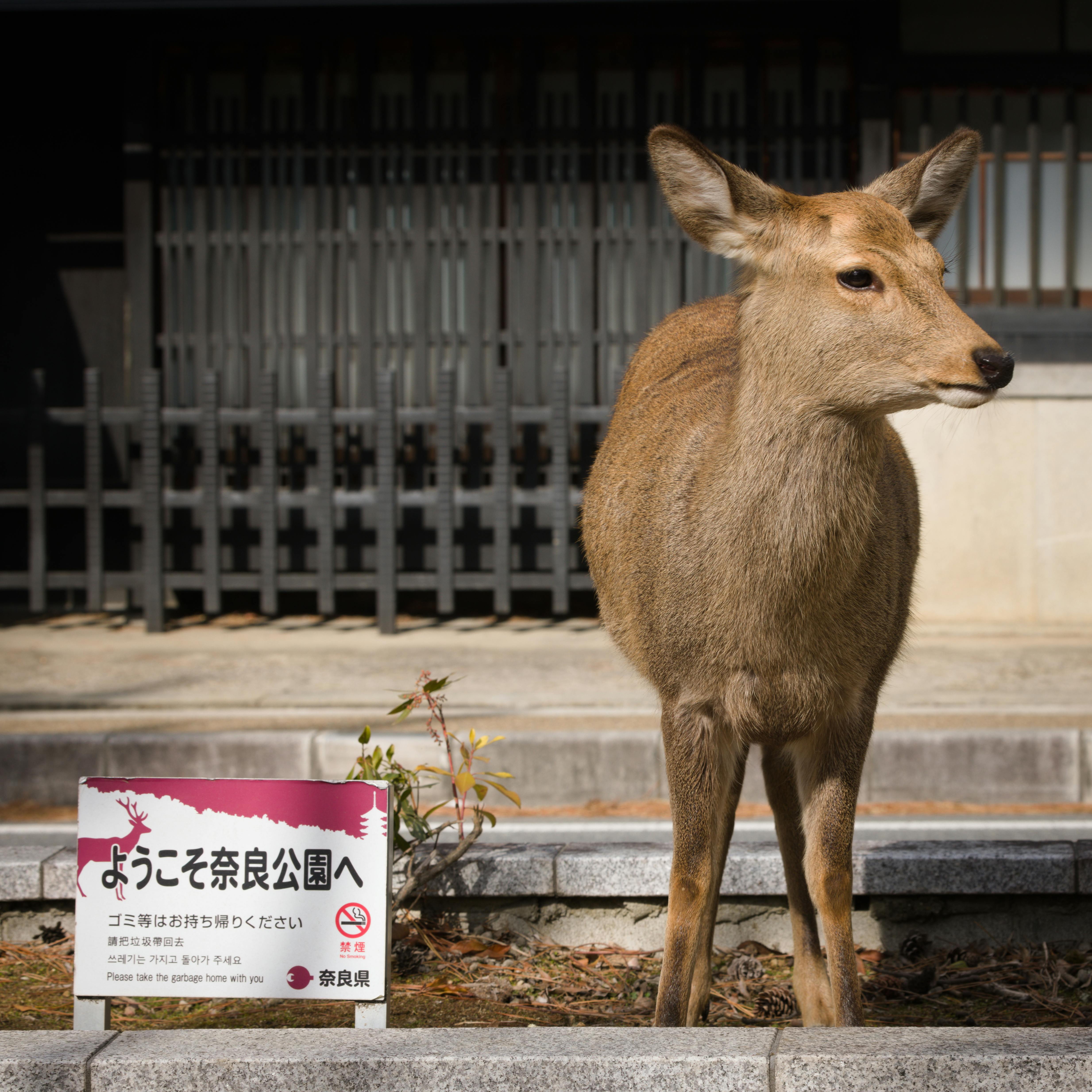 Yoshino-Kumano-kokuritsu-kōen, keindahan alam di Japan