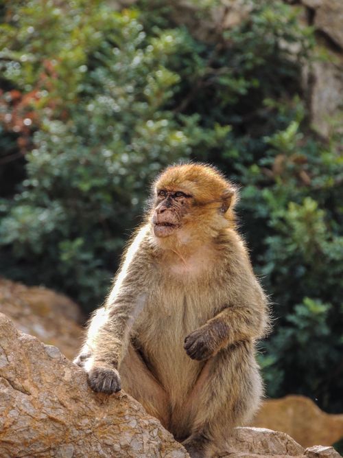 Free Captivating image of a Barbary macaque in its natural habitat in Bouzegza Keddara, Algeria. Stock Photo