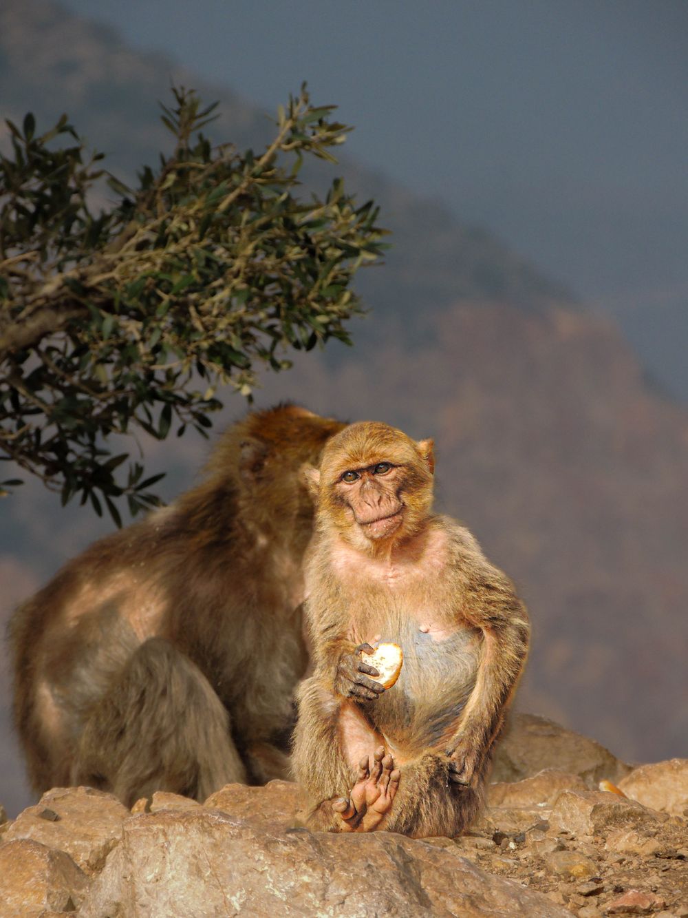 Singe magot dans la cédraie