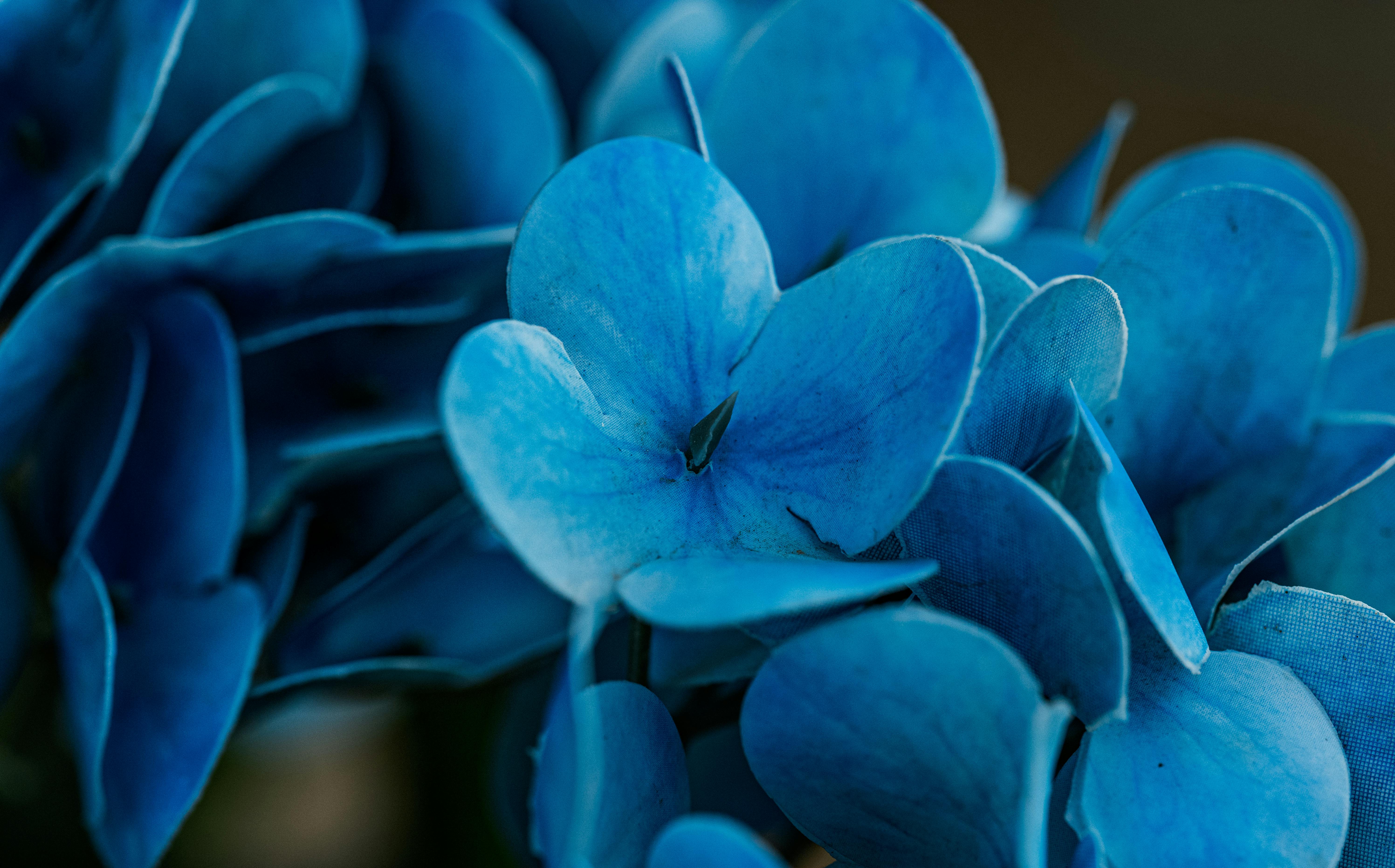 Beautiful close-up of vivid blue hydrangea flowers captured in Thailand.