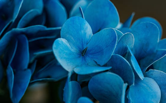Bellissimo primo piano di vivaci fiori di ortensia blu catturati in Thailandia.