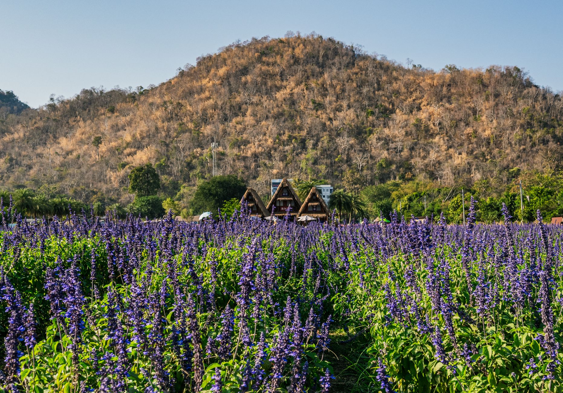 A picturesque lavender field stretches before a scenic mountain backdrop under a clear sky in Thailand.