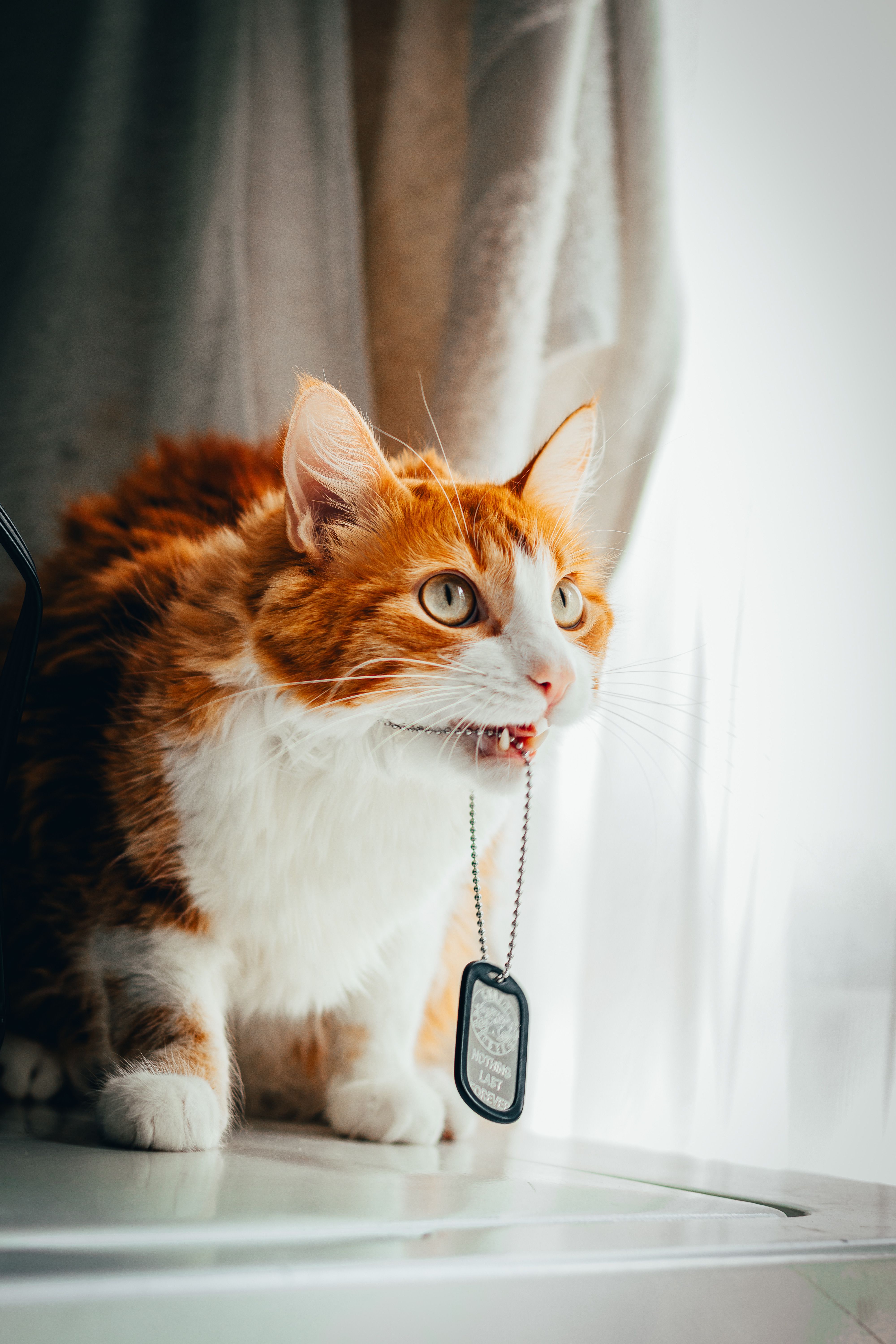 A playful ginger cat with white fur bites a military dog tag necklace indoors.
