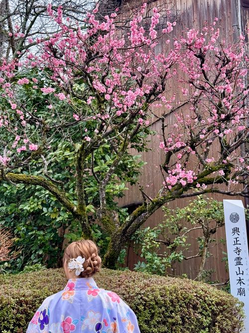 Free Cherry Blossom Stock Photo