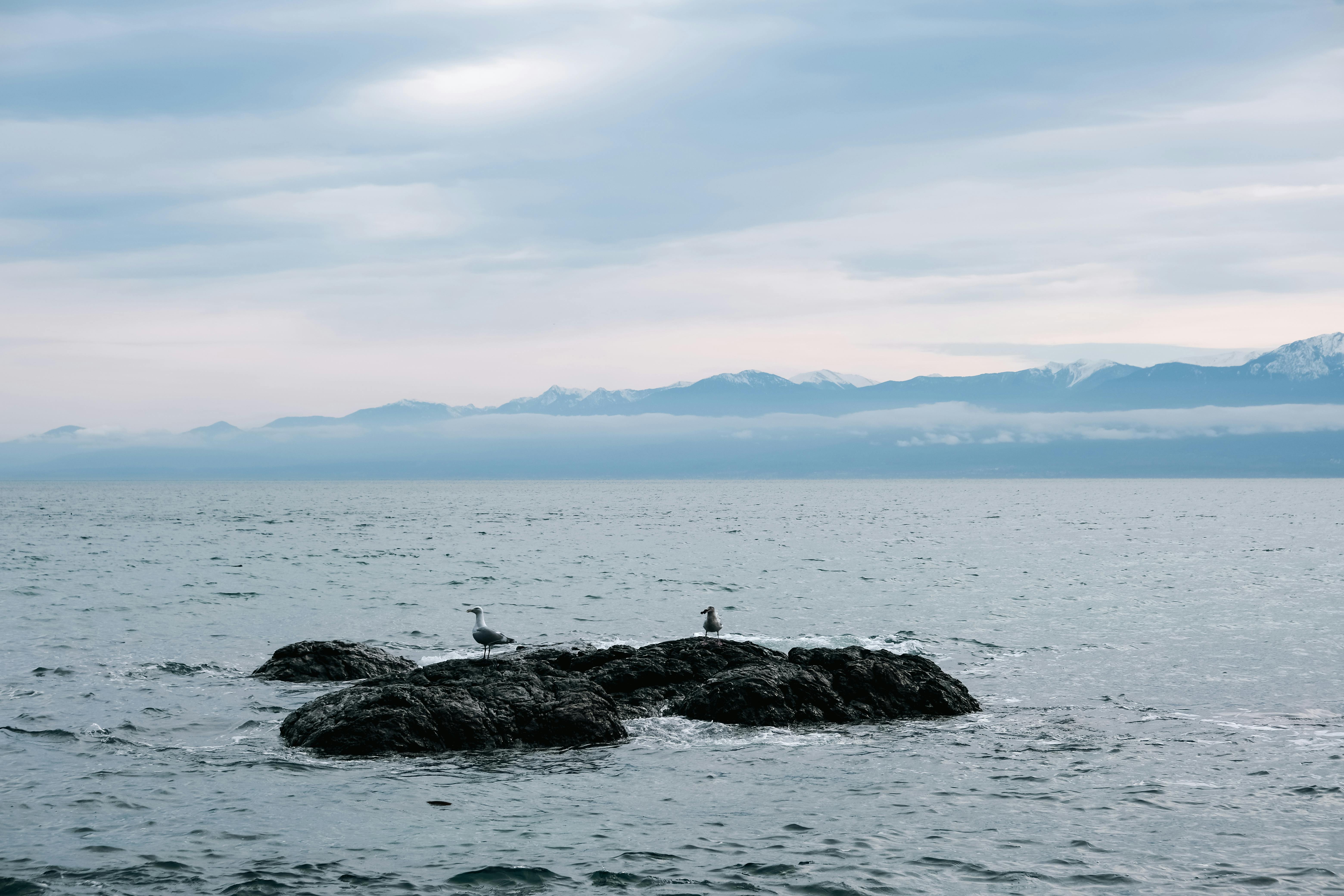 Tranquil ocean scene with seagulls perched on rocks, framed by distant mountains and a cloudy sky.