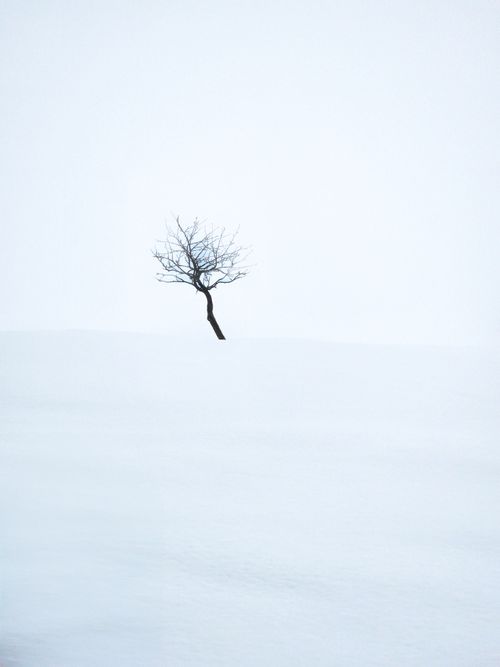 Free A solitary tree stands on a snow-covered hill, creating a minimalist winter scene. Stock Photo