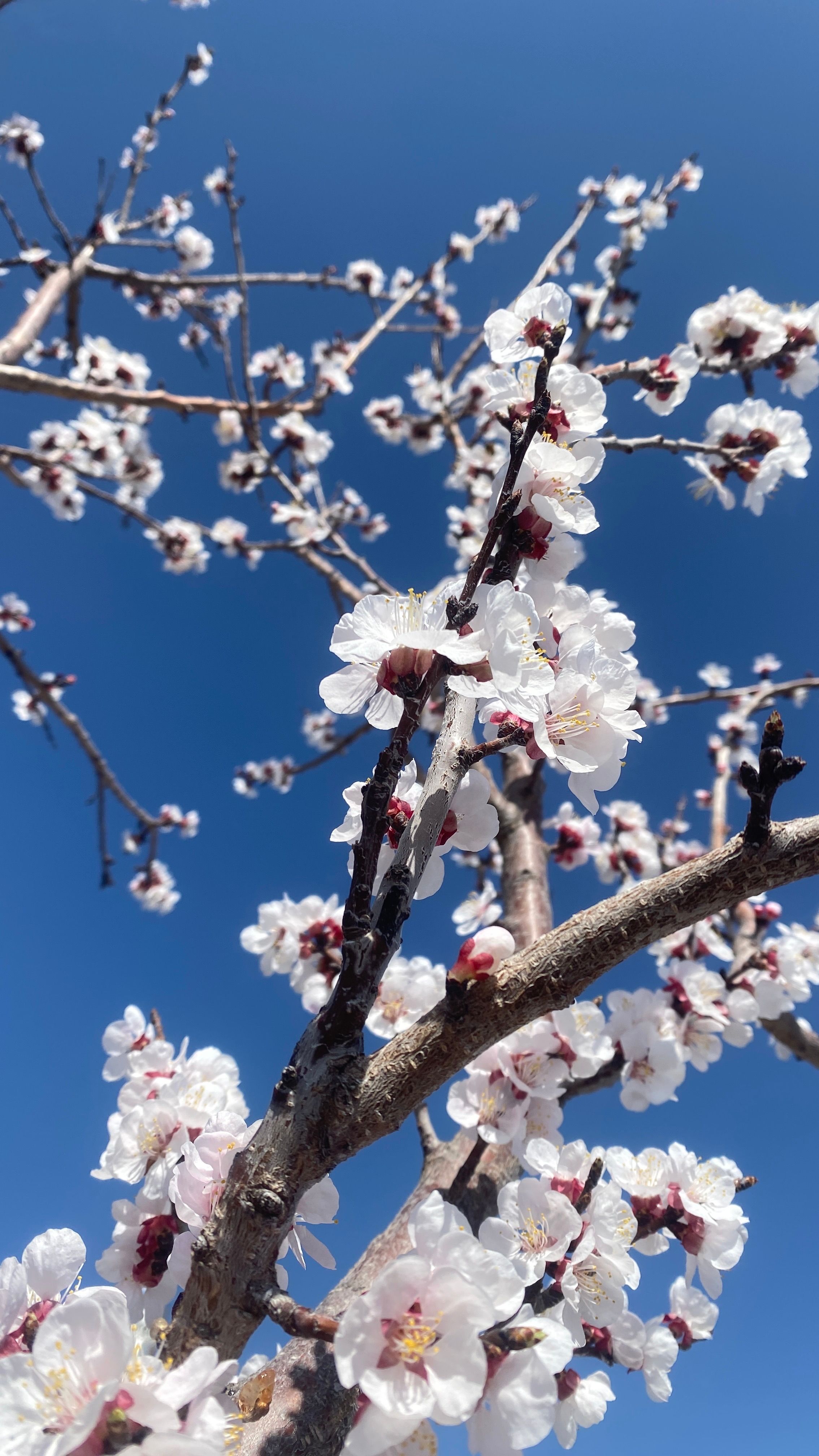 Vibrant cherry blossoms in full bloom against a clear blue sky, capturing the essence of spring.