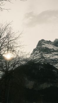 A scenic view of a snowy mountain peak at sunset with a barren tree in the foreground.