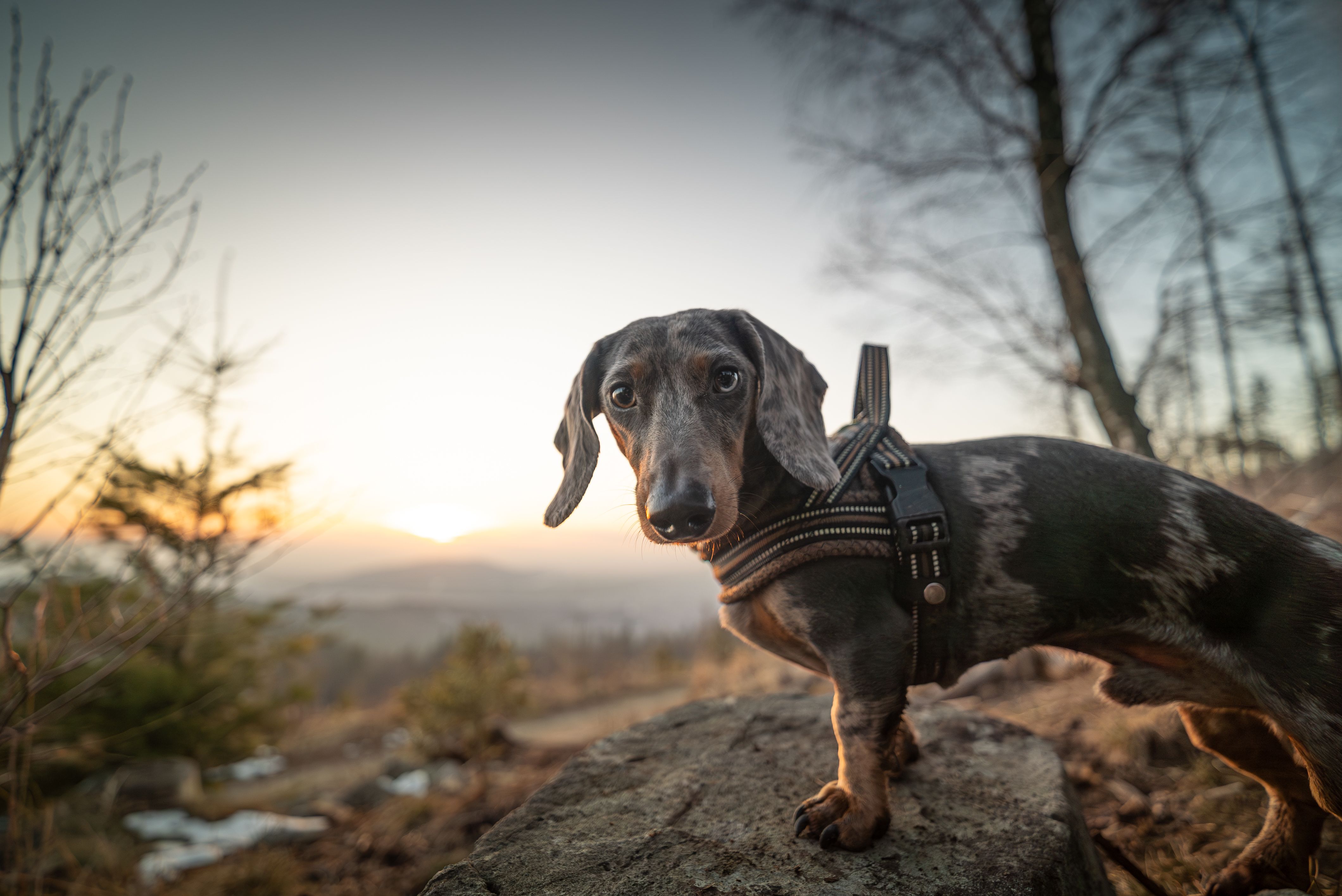 A dachshund stands on a rock at sunrise in the scenic Polish mountains, capturing the beauty of nature.