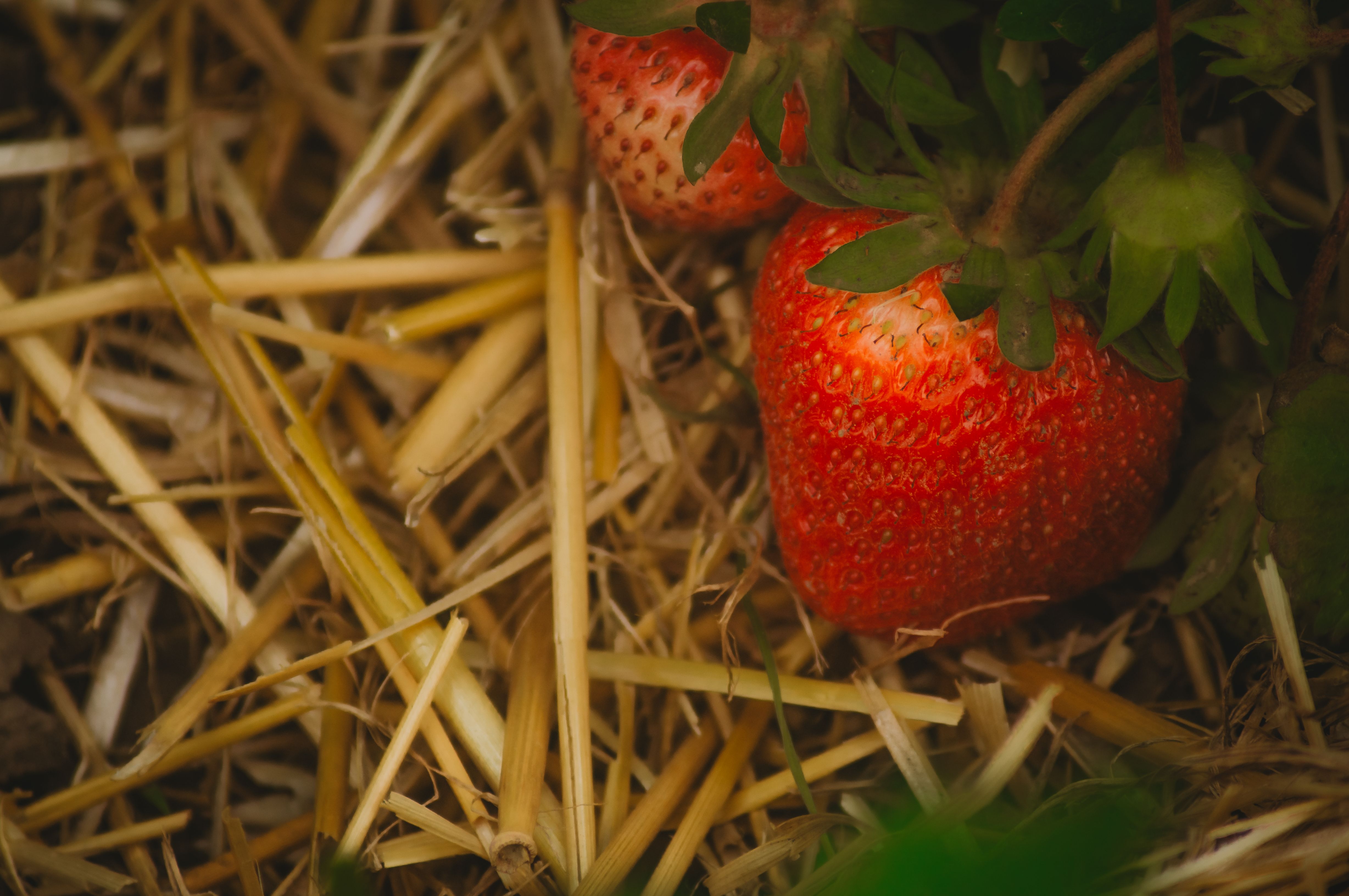 Paillage anti-canicule au potager : quelle épaisseur, quels matériaux et quand l’installer en région angevine ? 