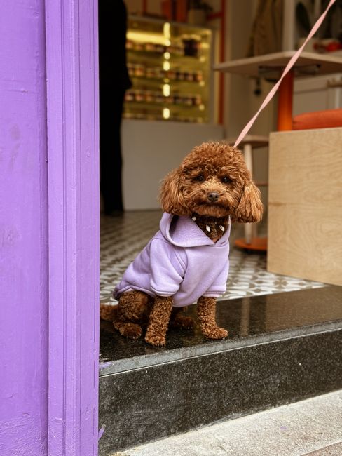 Adorable poodle wearing a purple sweater sits outside a cozy İstanbul cafe, exuding cute vibes.