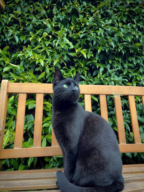 Free Kuro Stock Photo