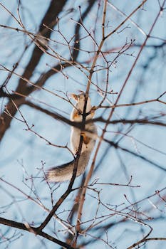 A squirrel skillfully navigates the branches of a leafless tree against a clear blue sky, embodying winter's serene beauty.