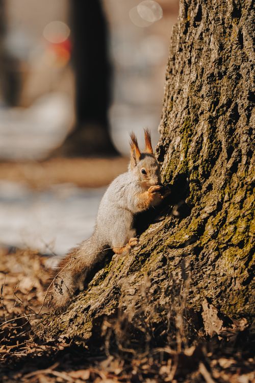 Free A lively squirrel clinging to a tree trunk in an autumn forest setting. Stock Photo