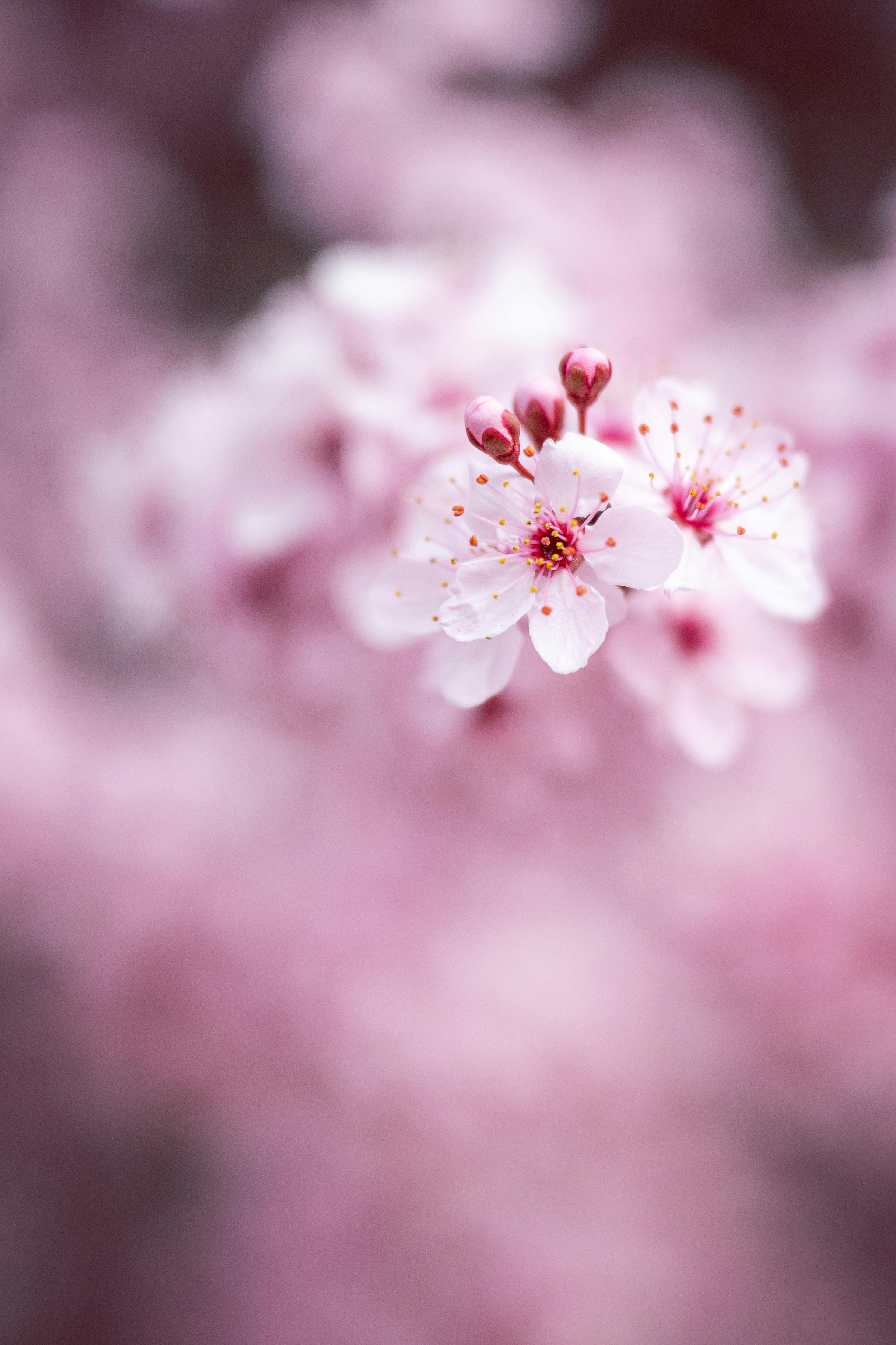 Beautiful close-up of pink cherry blossoms in springtime.