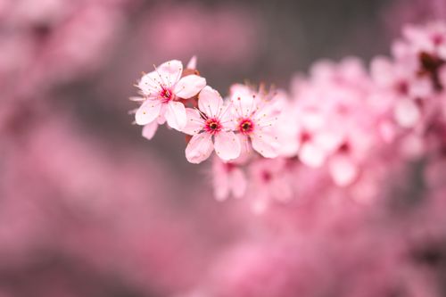Free Vibrant pink cherry blossoms in full bloom against a soft blurred background. Stock Photo
