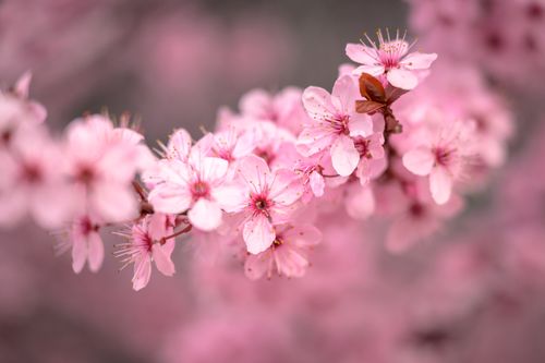 Free Close-up of delicate pink cherry blossoms on a blurred background. Stock Photo