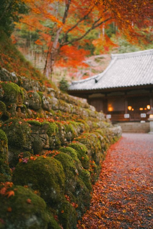 Free A tranquil autumn scene at a temple surrounded by vibrant fall foliage. Stock Photo