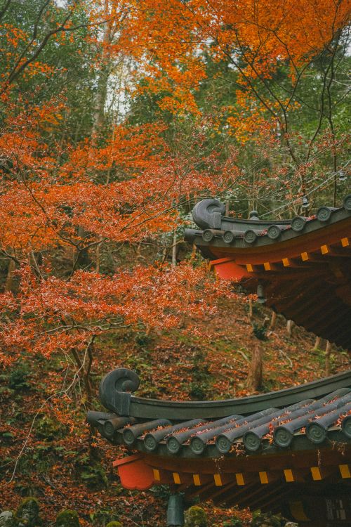 Free A serene view of a traditional pagoda roof surrounded by vibrant red autumn leaves in a tranquil forest setting. Stock Photo