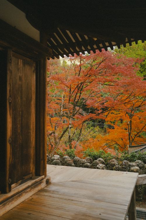 Free Rustic Japanese architecture overlooking vibrant fall foliage. Stock Photo