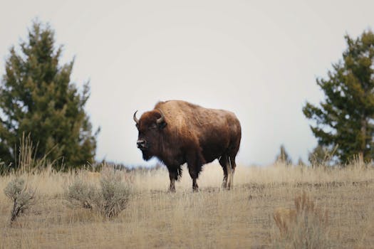 A majestic bison stands proudly in the plains of Yellowstone National Park, USA.