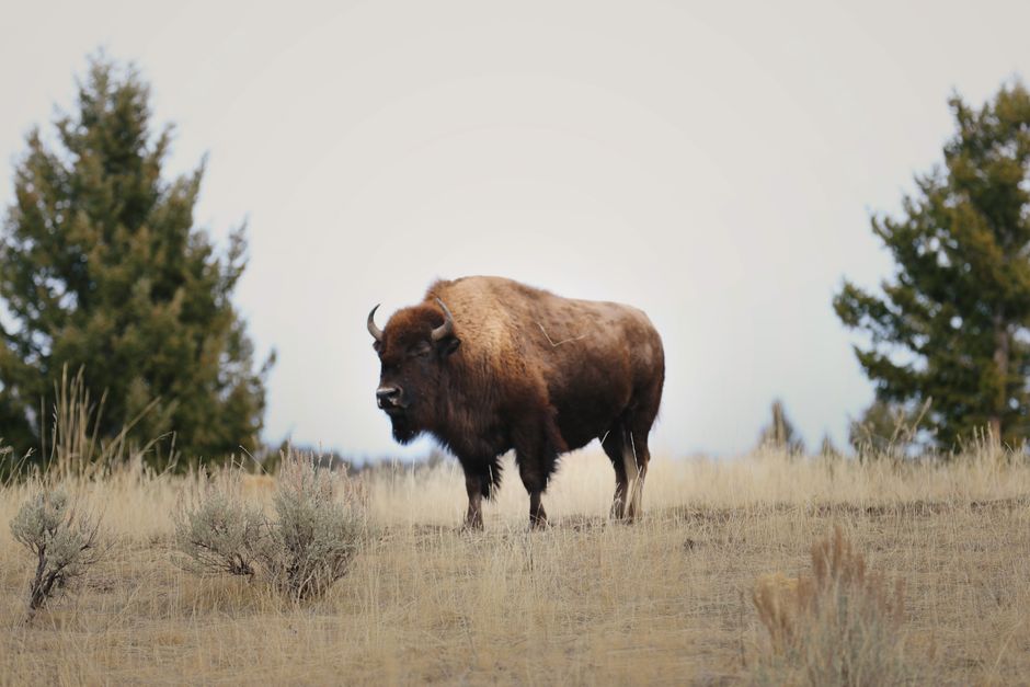A majestic bison stands proudly in the plains of Yellowstone National Park, USA.