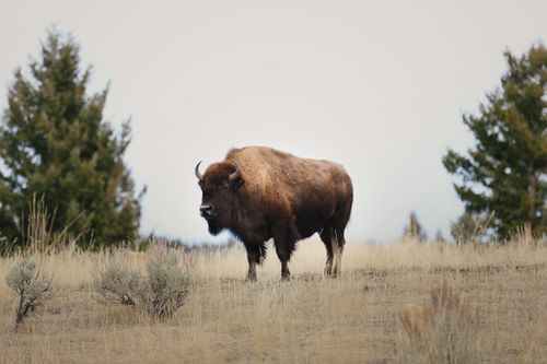 Free A majestic bison stands proudly in the plains of Yellowstone National Park, USA. Stock Photo