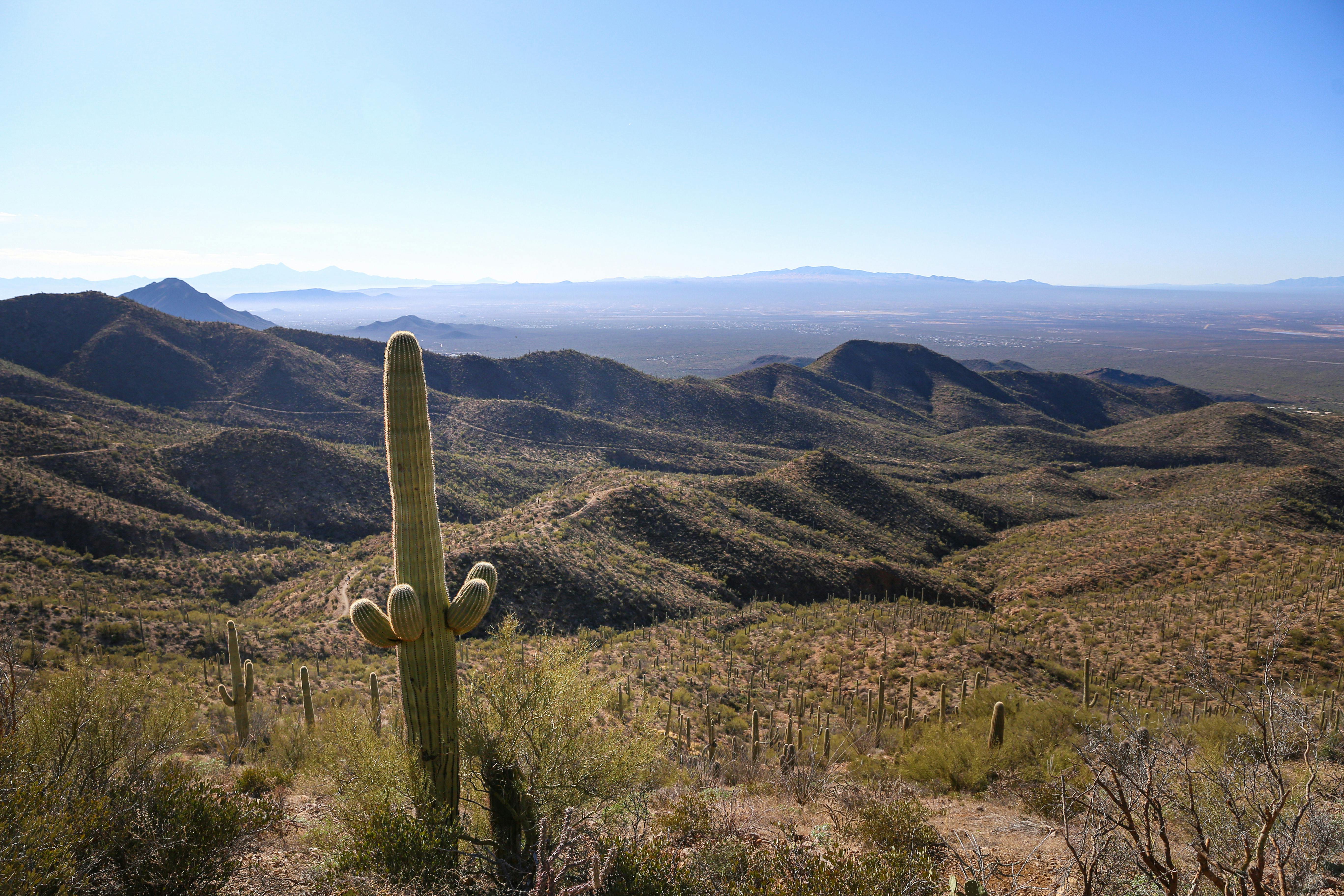 Expansive view of cacti and rugged terrain in Saguaro National Park, Arizona.