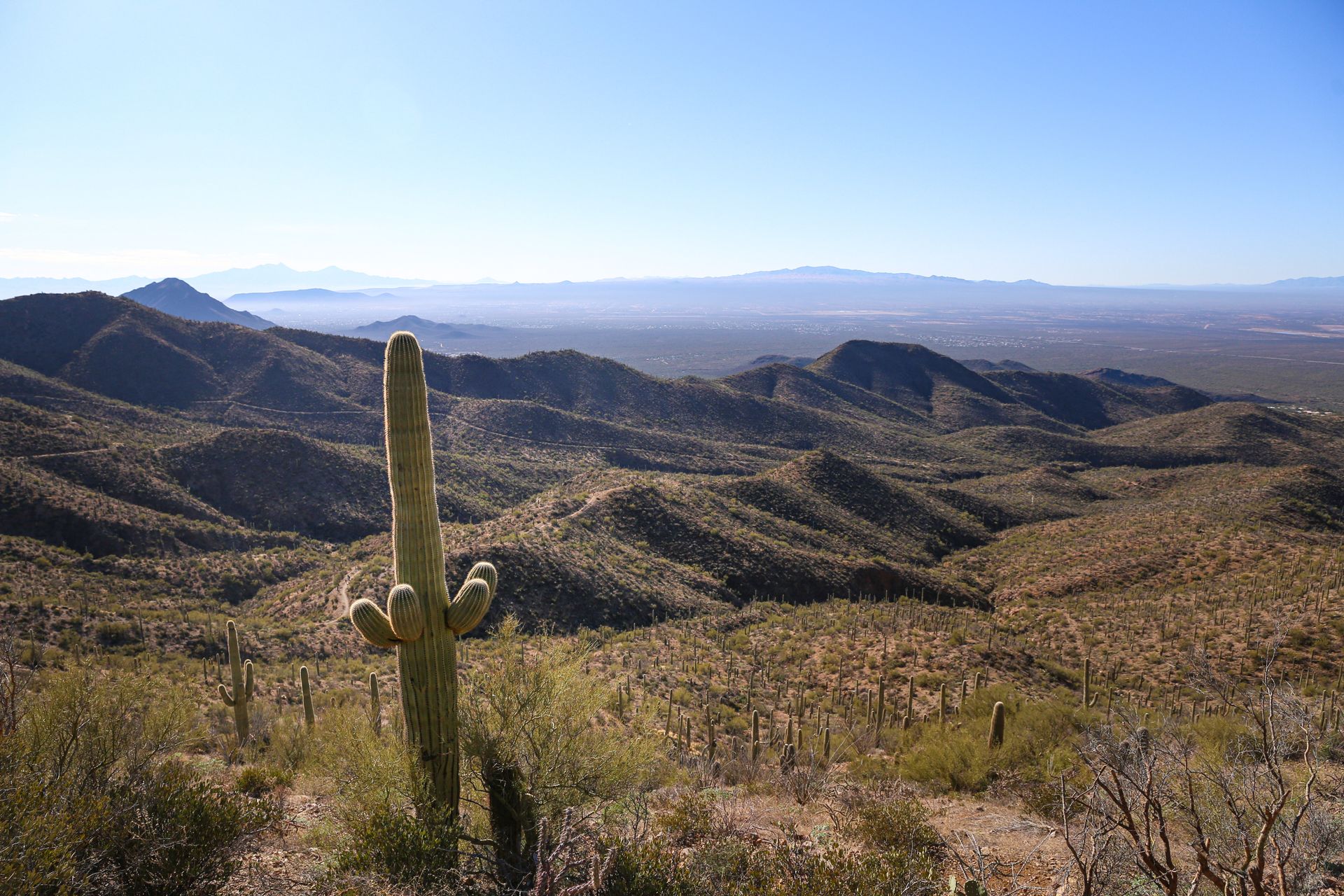 Expansive view of cacti and rugged terrain in Saguaro National Park, Arizona.