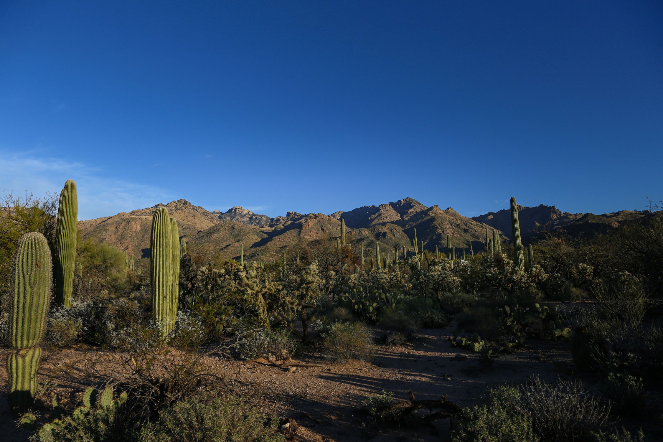 Scenic view of saguaro cacti in Arizona's Saguaro National Park under a clear blue sky.