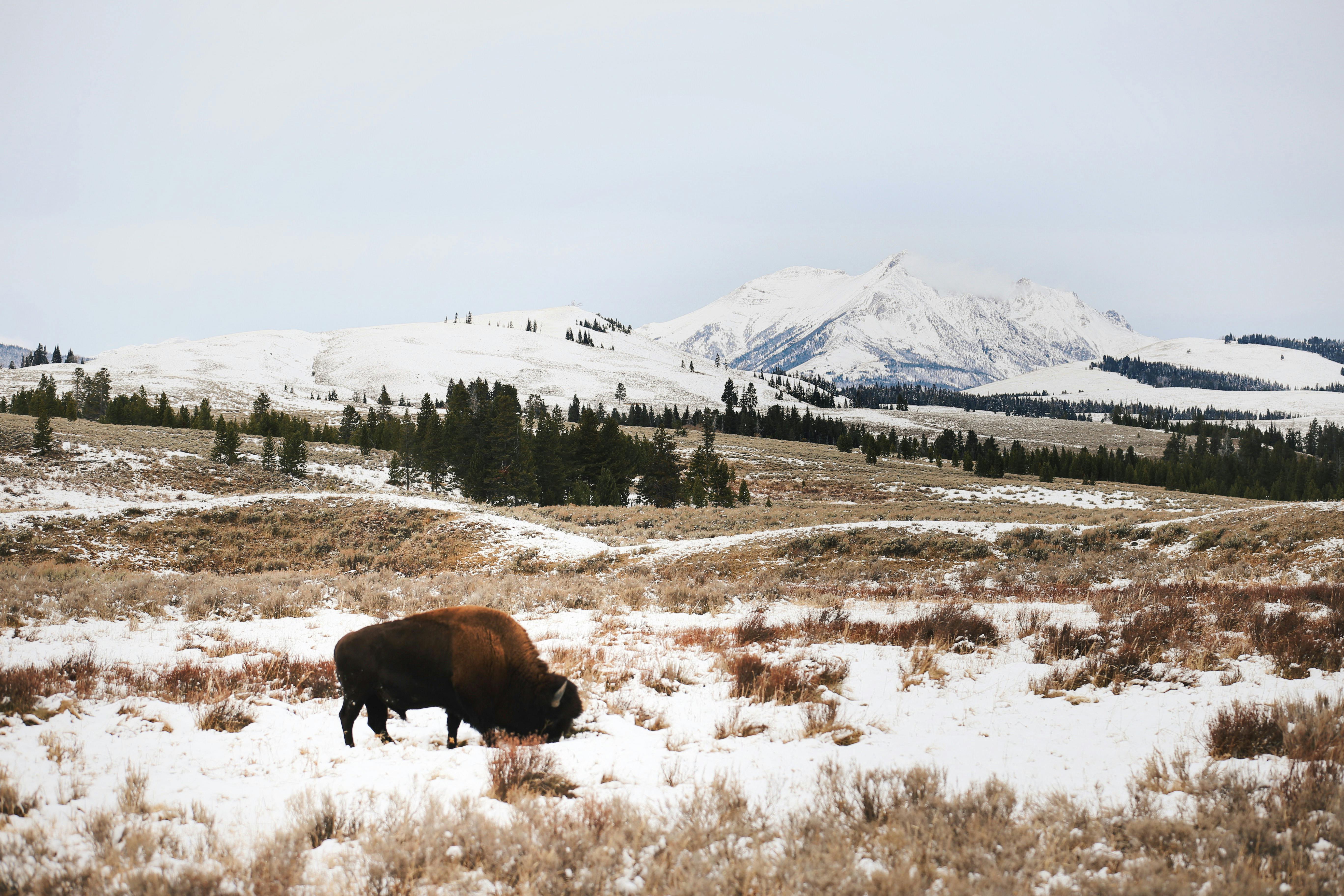 A bison grazing in a snowy landscape of Yellowstone National Park, USA, with mountains in the background.