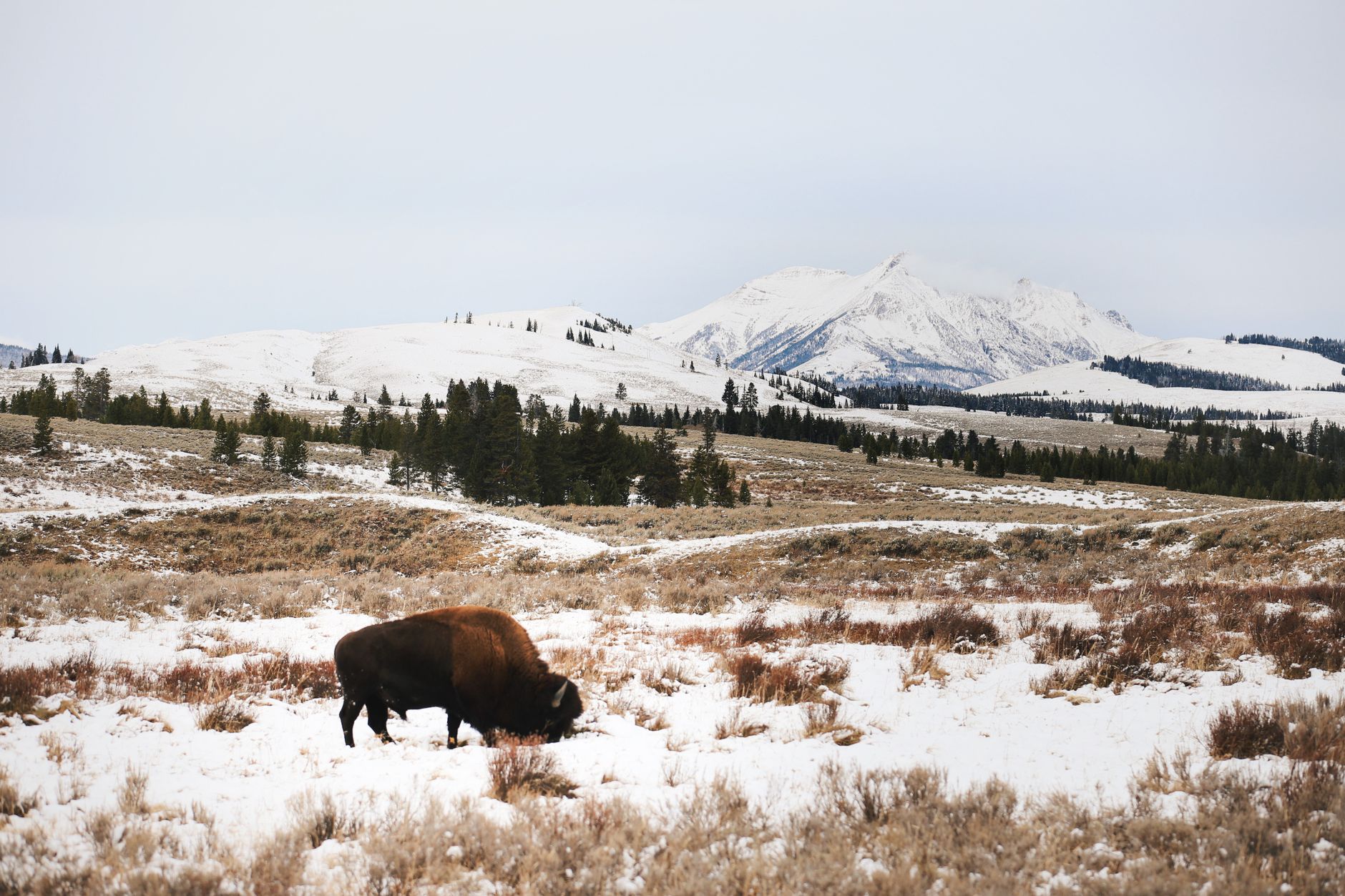 A bison grazing in a snowy landscape of Yellowstone National Park, USA, with mountains in the background.
