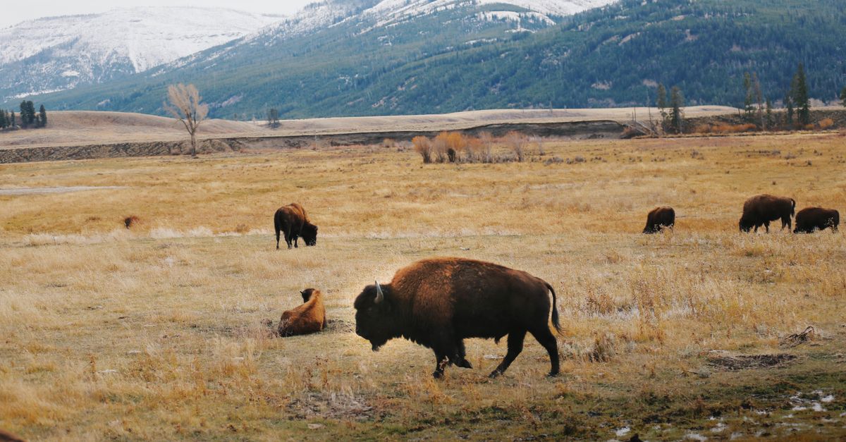 Thermopolis Wyoming hot springs bison herd Wind River Canyon scenic