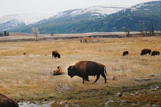 Bison grazing in the picturesque Yellowstone National Park with stunning mountain backdrop.