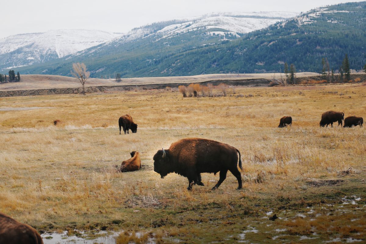 Yellowstone bison herd