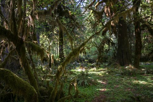 Free Mossy trees and verdant undergrowth in Hoh Rainforest, Olympic National Park. Stock Photo