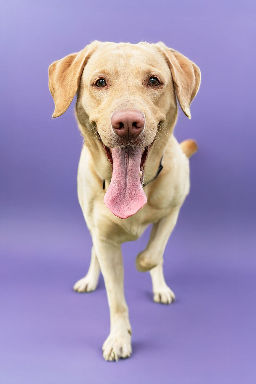Labrador