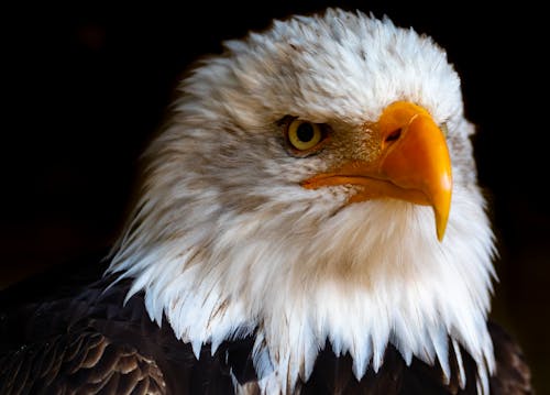 Close-Up Photo of Eagle