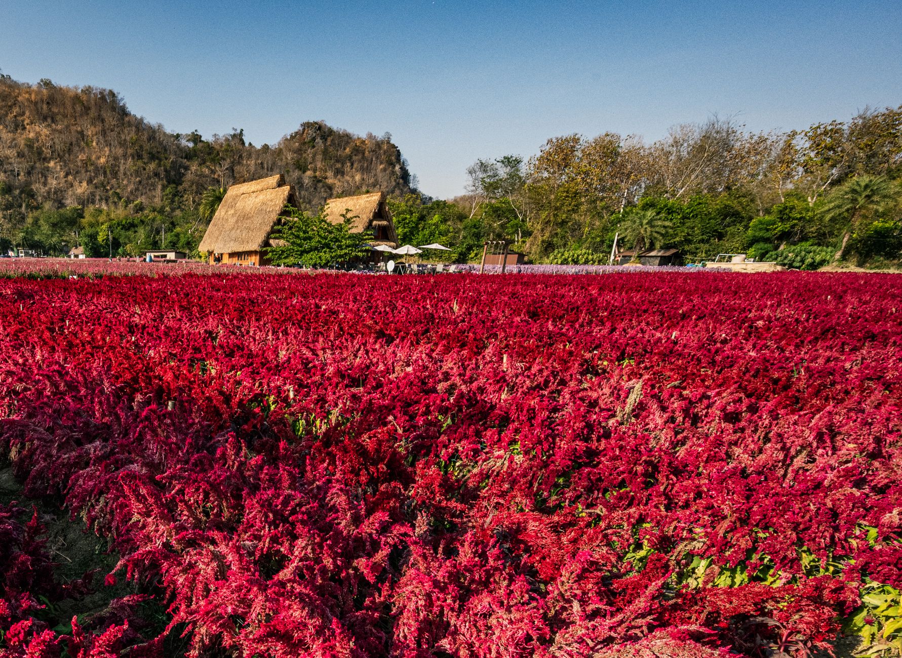 Explore the vivid celosia fields in rural Thailand set against a lush mountainous backdrop.