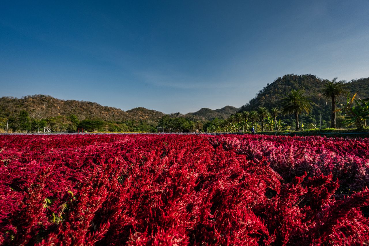 vibrant flowers bloom under a clear sky in thailand with scenic mounta