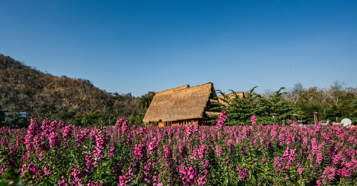 村上隆 花畑の中の楽園 / Paradise in a Flower Field pexels-photo-31318013.jpeg?