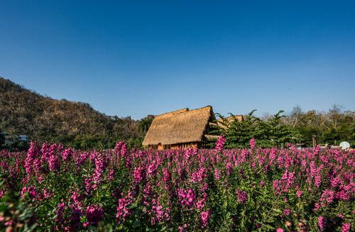 Free A vibrant flower field with traditional thatched huts in rural Thailand under a clear blue sky. Stock Photo